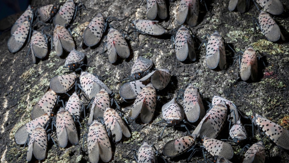 Spotted lanternflies in Kutztown, Pa.