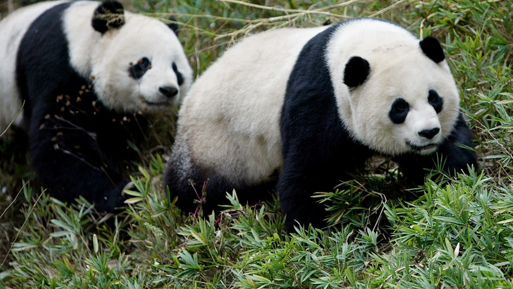 Mei Xiang, right, and Tian Tian at the National Zoo in Washington