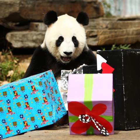 Fu Ni the giant panda is treated to specially prepared panda treats for her birthday at the Adelaide Zoo on August 23, 2015 in Adelaide, Australia. (Photo by Morne de Klerk/Getty)