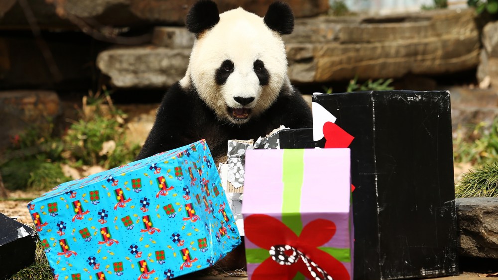 Fu Ni the giant panda is treated to specially prepared panda treats for her birthday at the Adelaide Zoo on August 23, 2015 in Adelaide, Australia. (Photo by Morne de Klerk/Getty)