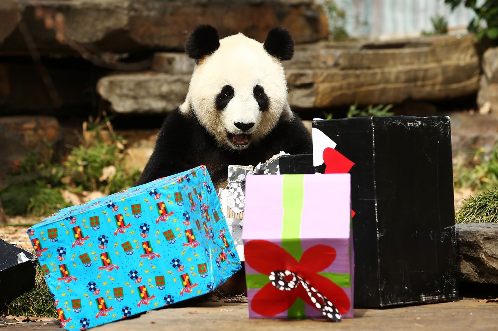 Fu Ni the giant panda is treated to specially prepared panda treats for her birthday at the Adelaide Zoo on August 23, 2015 in Adelaide, Australia. (Photo by Morne de Klerk/Getty)