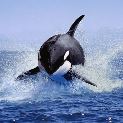 An orca leaping out of the water in Canada