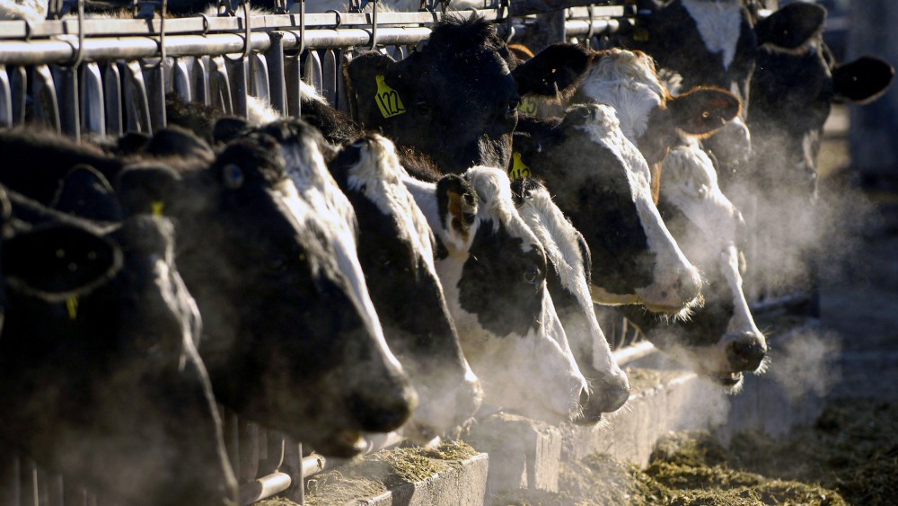 Cows at a dairy farm.