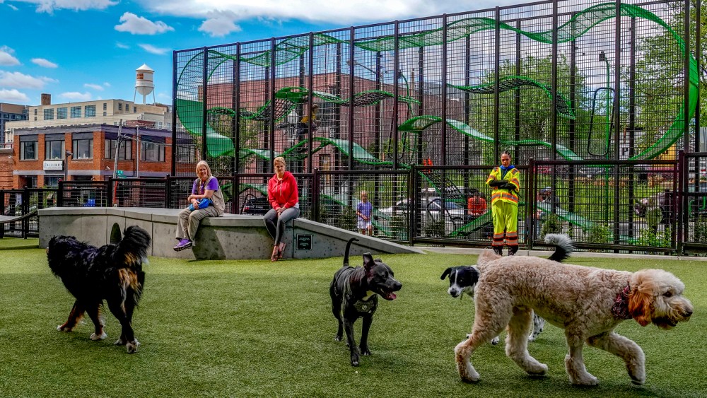 Dogs play at the Swampoodle dog park.
