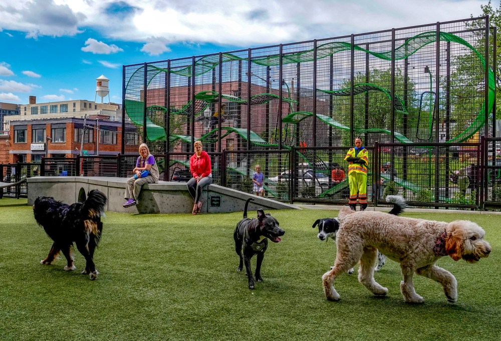 Dogs play at the Swampoodle dog park.