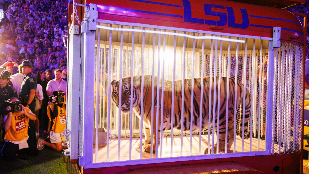 A live tiger rolled on the field of Tiger Stadium