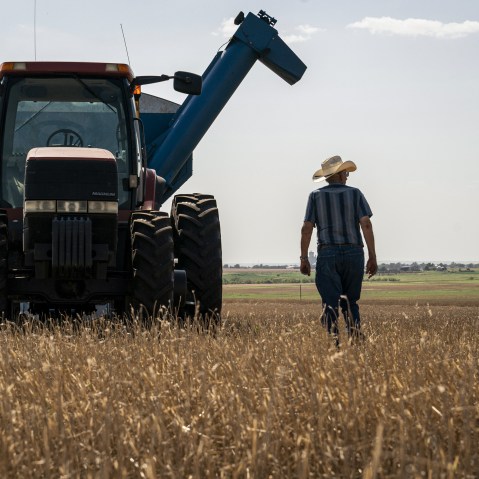 A farmer in a wheat field.