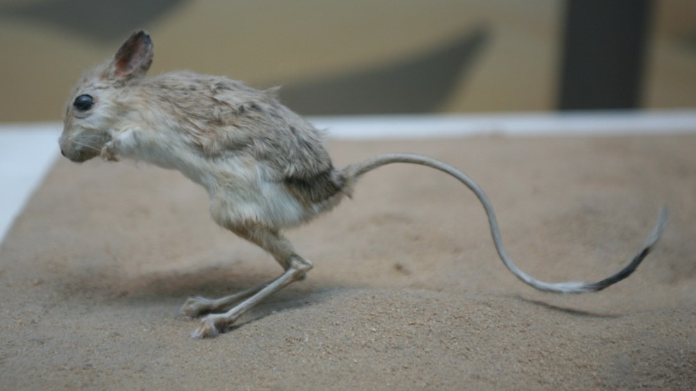 Lesser Egyptian Jerboa (Jaculus jaculus)