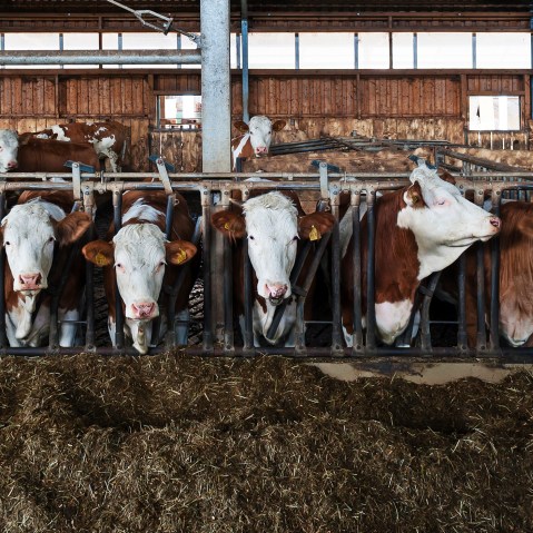 Young cattle at the feed fence in an exercise pen. (Photo by Helmut Meyer zur Capellen/Corbis)
