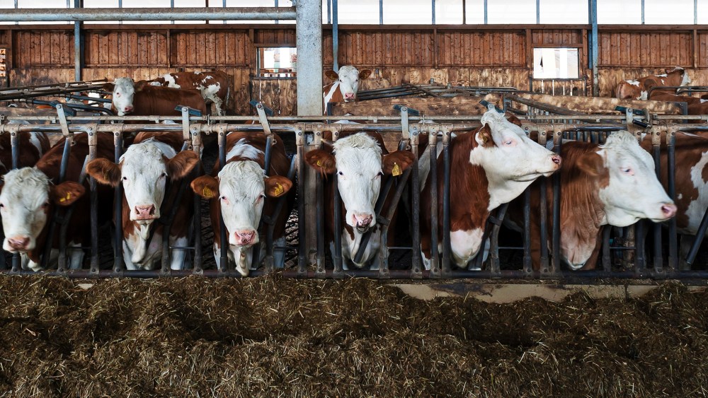 Young cattle at the feed fence in an exercise pen. (Photo by Helmut Meyer zur Capellen/Corbis)