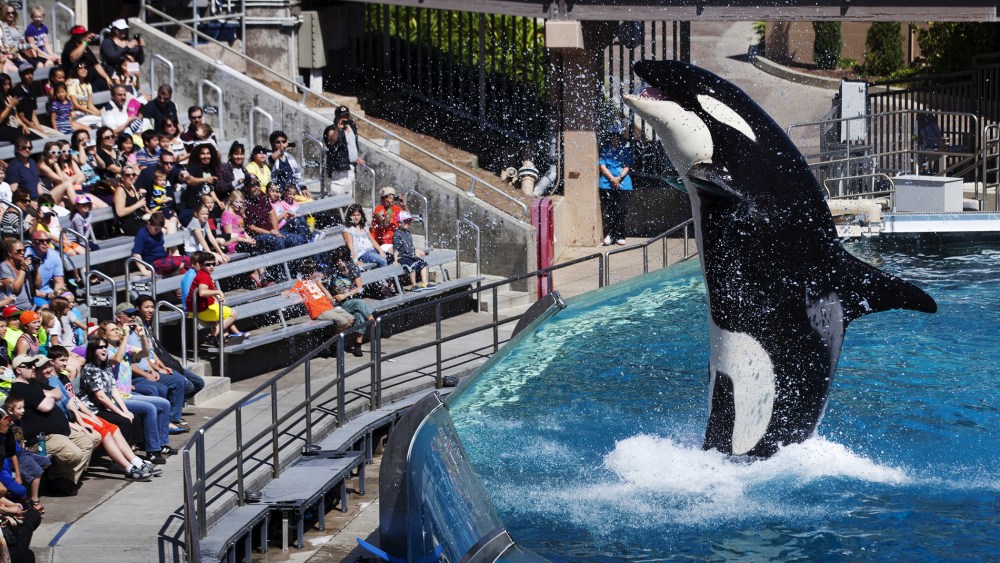 Visitors are greeted by an Orca killer whale as they attend a show featuring the whales during a visit to the animal theme park SeaWorld in San Diego, Calif. in this March 19, 2014 file photo. (Photo by Mike Blake/Reuters/Corbis)