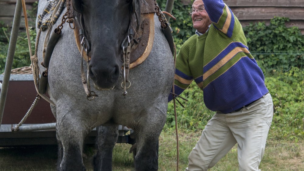 A horse in blinders