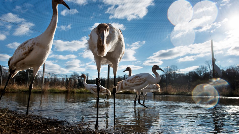 Whooping cranes being raised in captivity before being transferred to Louisiana are seen at the US Geological Survey's Patuxent Wildlife Research Center on Nov. 19, 2013 in Laurel, Md.
