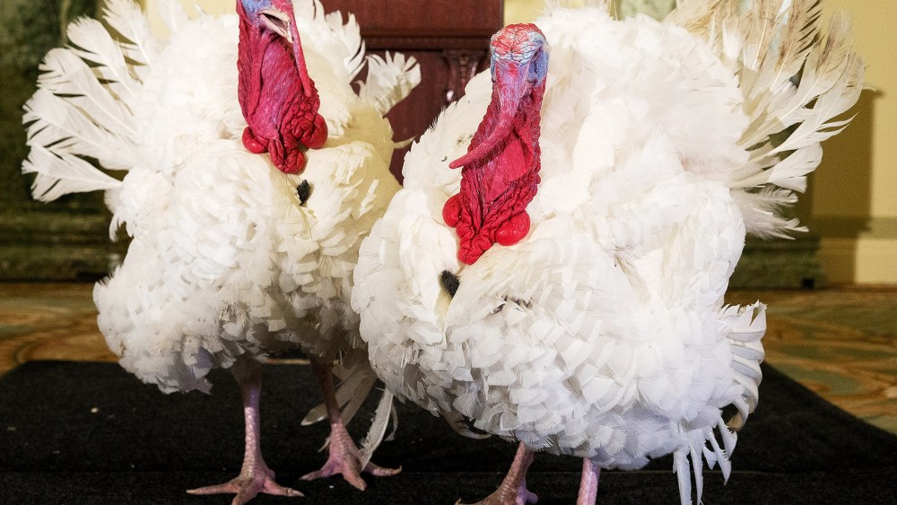 Two turkeys are paraded before members of the media in the Crystal Ballroom of the Willard InterContinental in DC, Nov. 26, 2013.