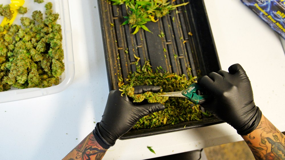 A woman trims marijuana at 3D Cannabis Center in Denver.