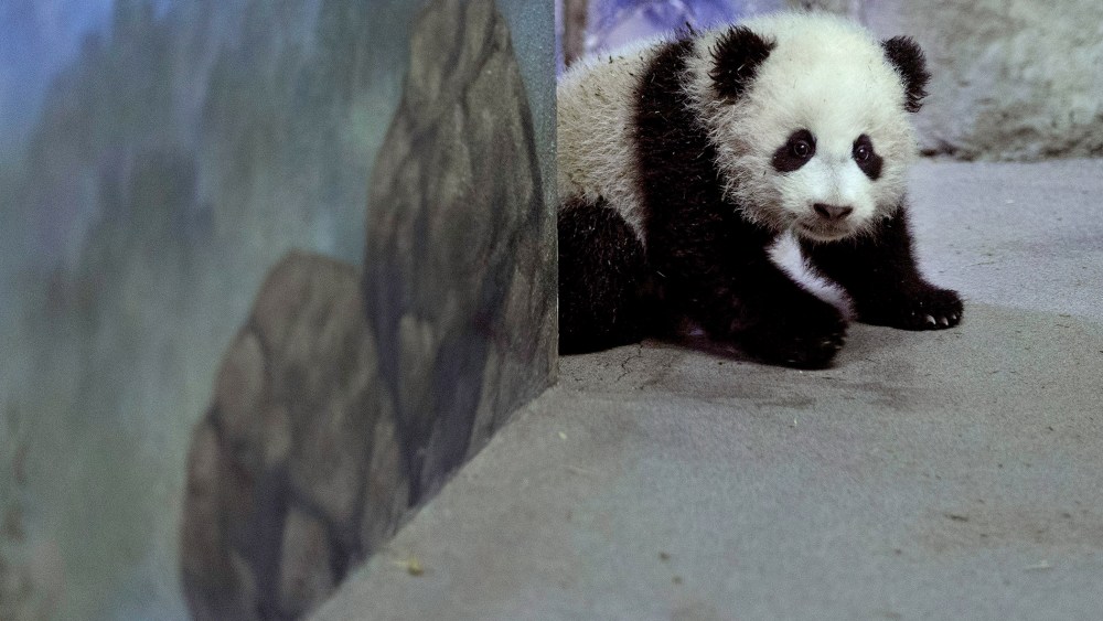 Giant panda bear cub Bao Bao moves around inside the David M. Rubenstein Family Giant Panda Habitat at the Smithsonian National Zoo, January 6, 2014.