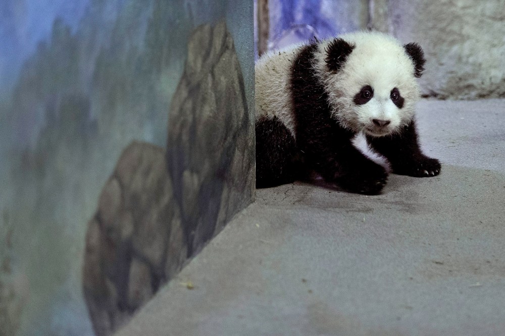 Giant panda bear cub Bao Bao moves around inside the David M. Rubenstein Family Giant Panda Habitat at the Smithsonian National Zoo, January 6, 2014.