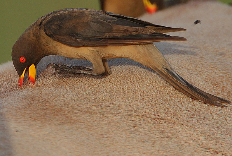 Yellow-billed Oxpecker (Buphagus africanus)