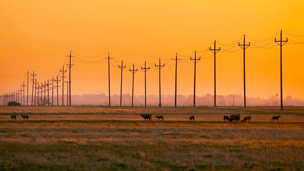 Sheep graze on dry grass on February 25, 2014 in Los Banos, California.