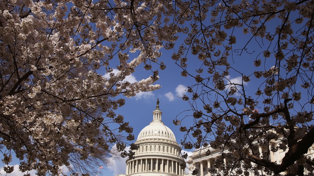 Yoshino Cherry trees are in bloom in front of the U.S. Capitol on April 9, 2014 in Washington, D.C.