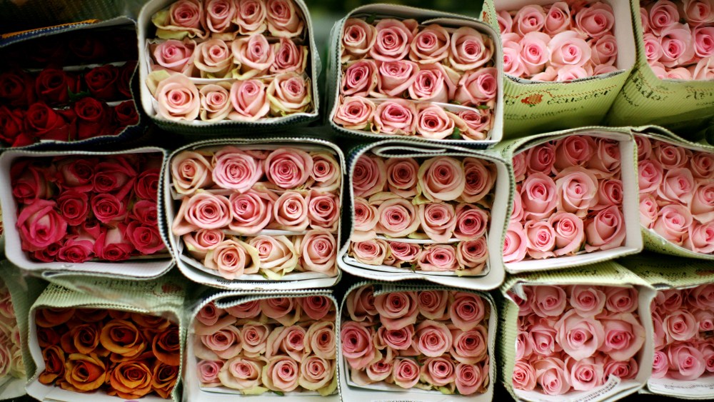 Flowers sit on a rack in a flower shop the day before Valentines day in the flower district on Feb. 13, 2009 in the Manhattan borough of New York City.