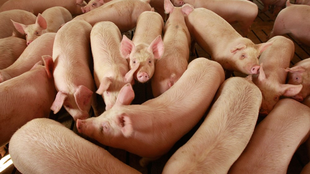 Hogs on a farm in Elma, Iowa.