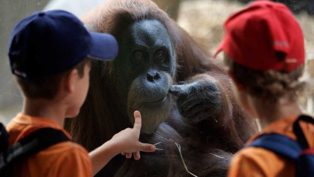 Two boys look at an orangutan, July 4, 2006.