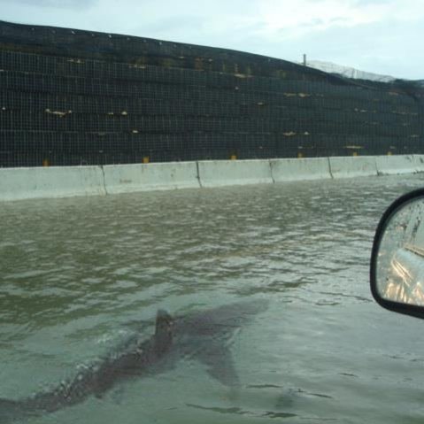 Land Shark?