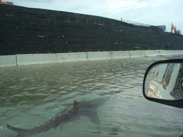 Land Shark?