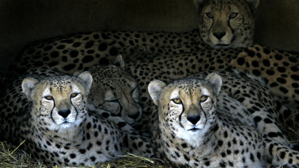 Four Cheetas snuggle together on a frigid afternoon in a cave in their exhibit at the Cleveland Metroparks Zoo in Cleveland, Ohio, Dec. 7, 2005. (Photo by Amy Sancetta/AP)