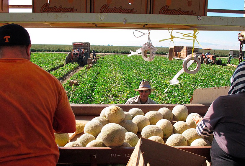 Workers harvest and package cantaloupes near Firebaugh, California, Oct. 12, 2011. (Photo by Gosia Wozniacka/AP)