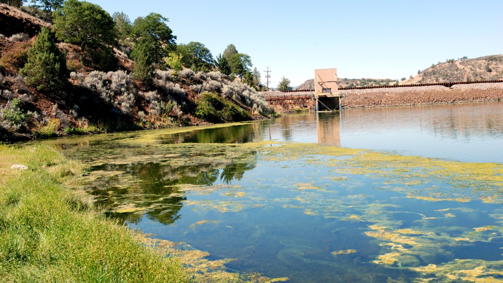 An algae bloom in the reservoir behind Iron Gate Dam on the Klamath River near Hornbrook, Calif., Aug. 31, 2009. (Photo by Jeff Barnard/AP)