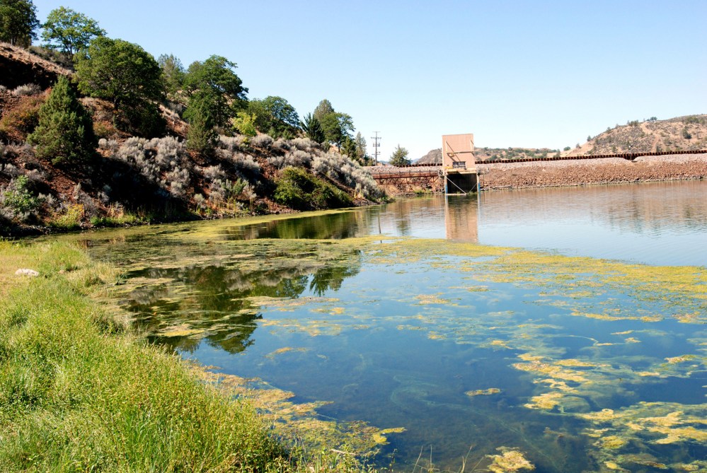 An algae bloom in the reservoir behind Iron Gate Dam on the Klamath River near Hornbrook, Calif., Aug. 31, 2009. (Photo by Jeff Barnard/AP)