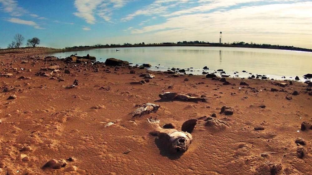 Dead fish lie in the dry silt of Lake Arrowhead, one of the prime sources of water for the City of Wichita Falls, Texas, Jan. 6, 2014.
