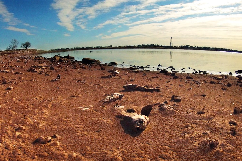 Dead fish lie in the dry silt of Lake Arrowhead, one of the prime sources of water for the City of Wichita Falls, Texas, Jan. 6, 2014.