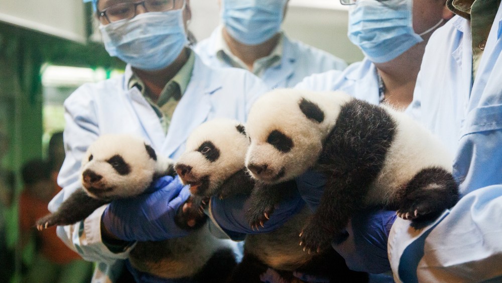 The panda triplets receive a checkup at the Chimelong Safari Park in Guangzhou city, Sept. 18, 2014.