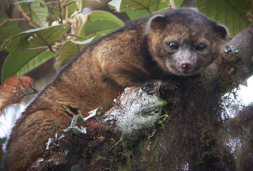 This undated photo provided by the Smithsonian Institution shows an olinguito. (Photo by Mark Gurney/Smithsonian/AP)