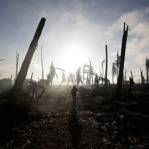 A typhoon survivor walks past damaged trees at typhoon-ravaged Tolosa town, Leyte province, central Philippines, Dec. 9, 2013.