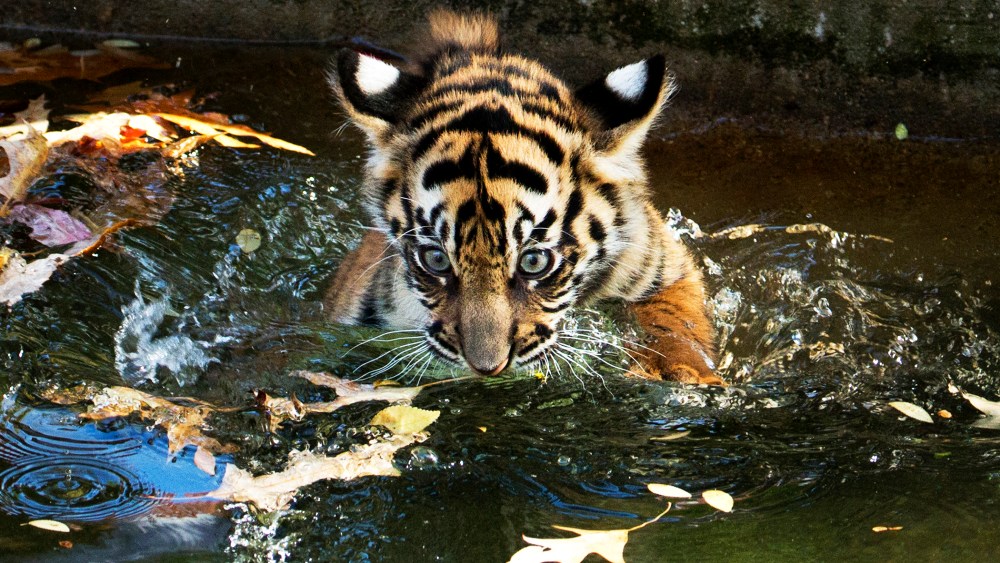 The Smithsonian National Zoo's female Sumatran tiger cub Sukacita takes a swim reliability test at the zoo's moat in Washington, Wednesday, Nov. 6, 2013.