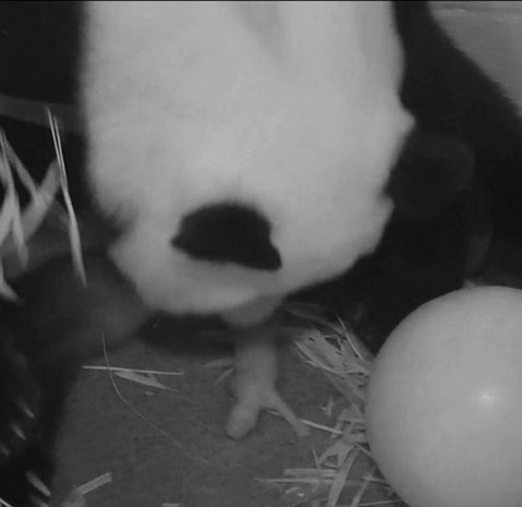National Zoo Panda - 08/23/2013