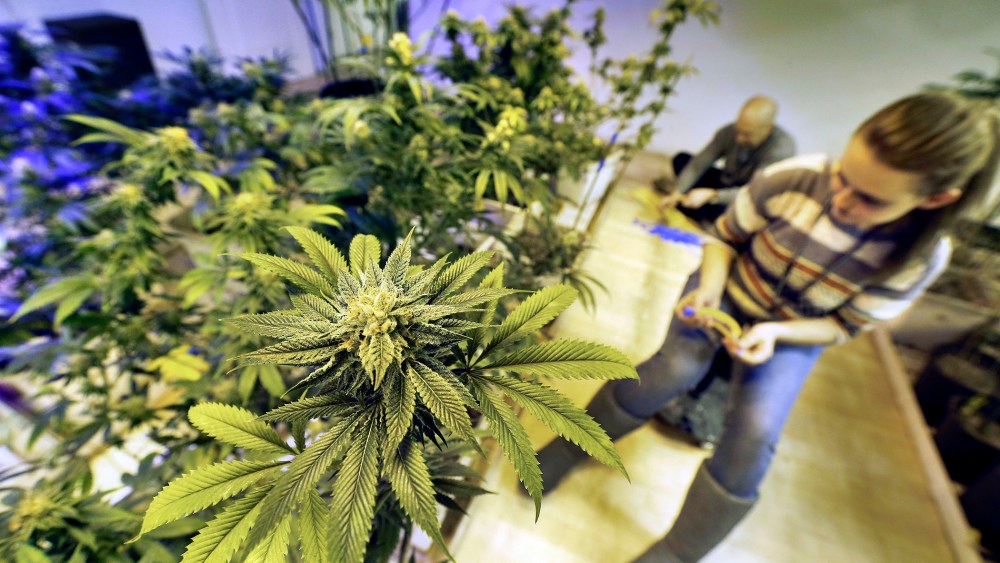 Cheyenne Fox attaches radio frequency tracking tags, required by law, to maturing pot plants inside a grow house, at 3D Cannabis Center, in Denver, Dec. 31, 2013.