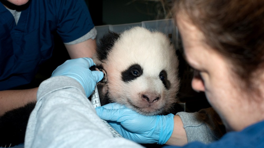 Bao Bao
