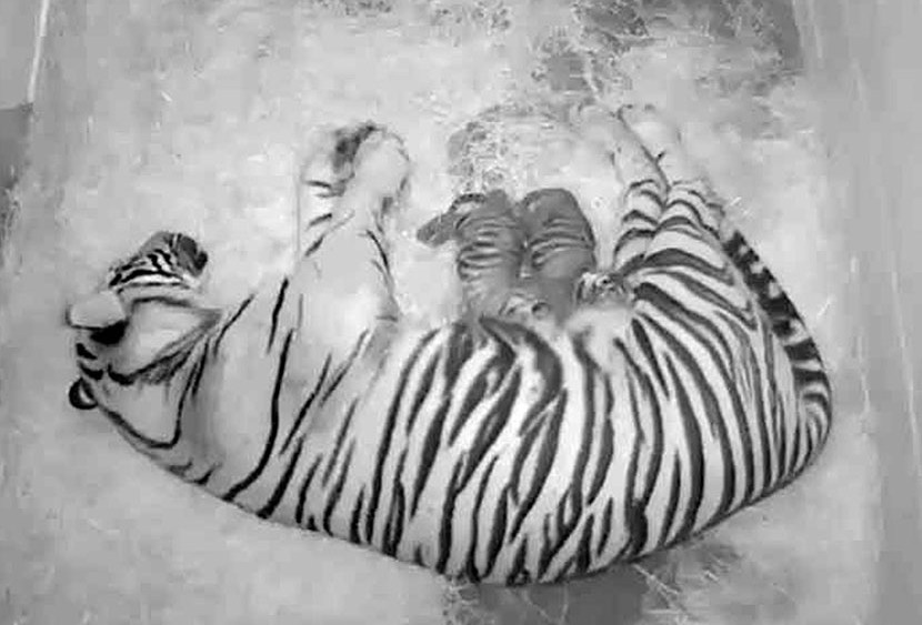 A pair of Sumatran tiger cubs, with their 4-year-old mother Damai, at the Smithsonian National Zoo in  Washington, DC. The zoo announced Thursday that the cubs born to 4-year-old Damai on Monday appear to be healthy, and the new mother has been seen...