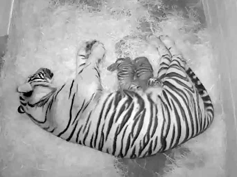 A pair of Sumatran tiger cubs, with their 4-year-old mother Damai, at the Smithsonian National Zoo in Washington, DC. The zoo announced Thursday that the cubs born to 4-year-old Damai on Monday appear to be healthy, and the new mother has been seen...
