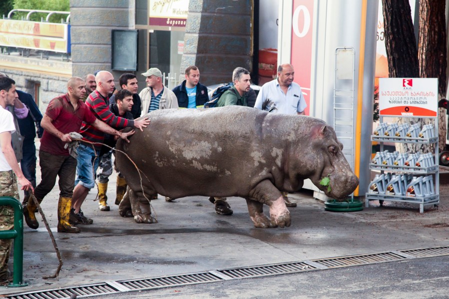 People help a hippopotamus escape from a flooded zoo in Tbilisi, Georgia on June 14, 2015. (Photo by Tinatin Kiguradze/AP)