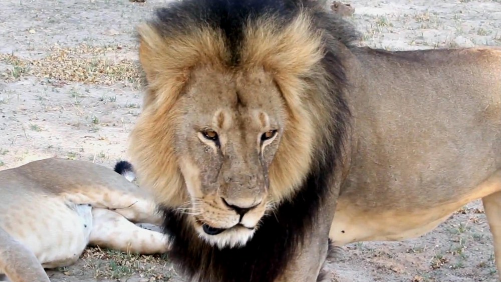 In this image takem from a November 2012 video made available by Paula French, a well-known, protected lion known as Cecil strolls around in Hwange National Park, in Hwange, Zimbabwe. (Photo by Paula French/AP)