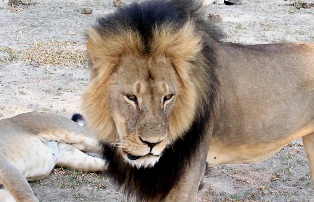 In this image takem from a November 2012 video made available by Paula French, a well-known, protected lion known as Cecil strolls around in Hwange National Park, in Hwange, Zimbabwe. (Photo by Paula French/AP)