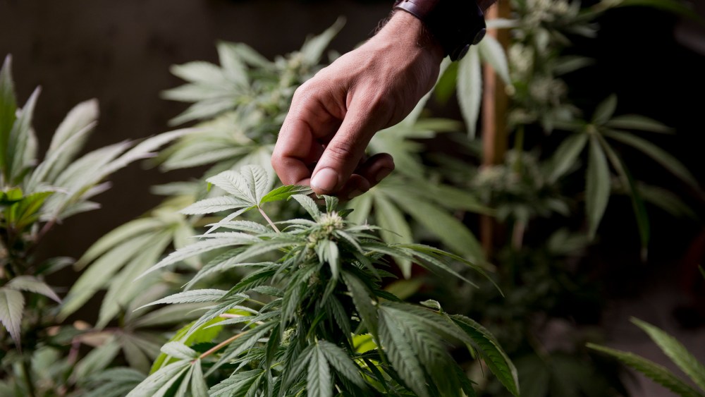 Marcelo Vazquez, a marijuana grower, checks the leaves of his marijuana plants in Uruguay, Dec. 9, 2013.
