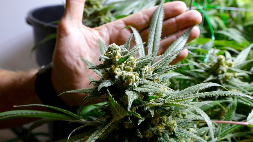 Marijuana plants ready to harvest in one of the grow rooms of a medical marijuana grow operation, May 16, 2013, in Seattle, Wash.