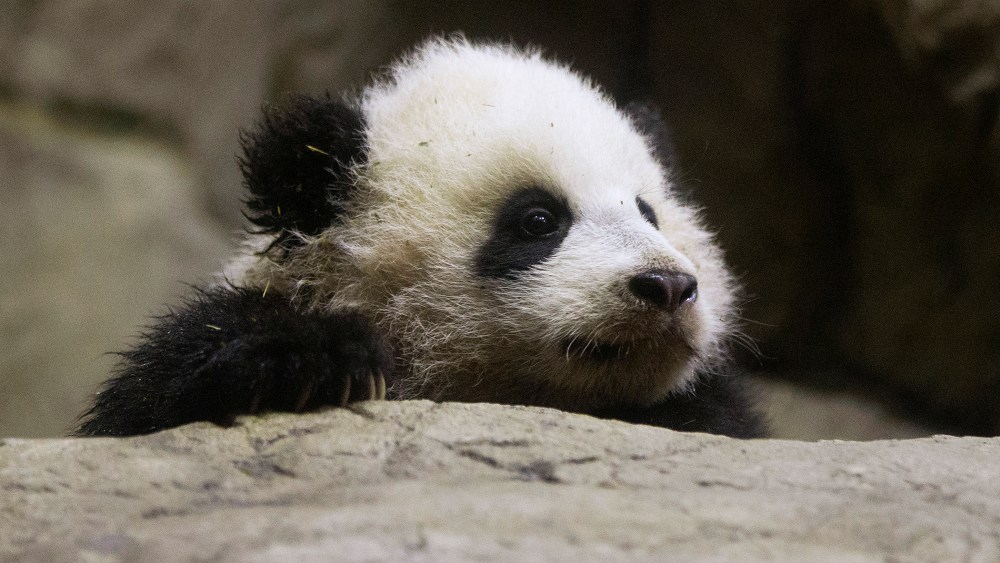 Bao Bao makes her public debut at an indoor habitat at the National Zoo in Washington, Monday, Jan. 6, 2014.
